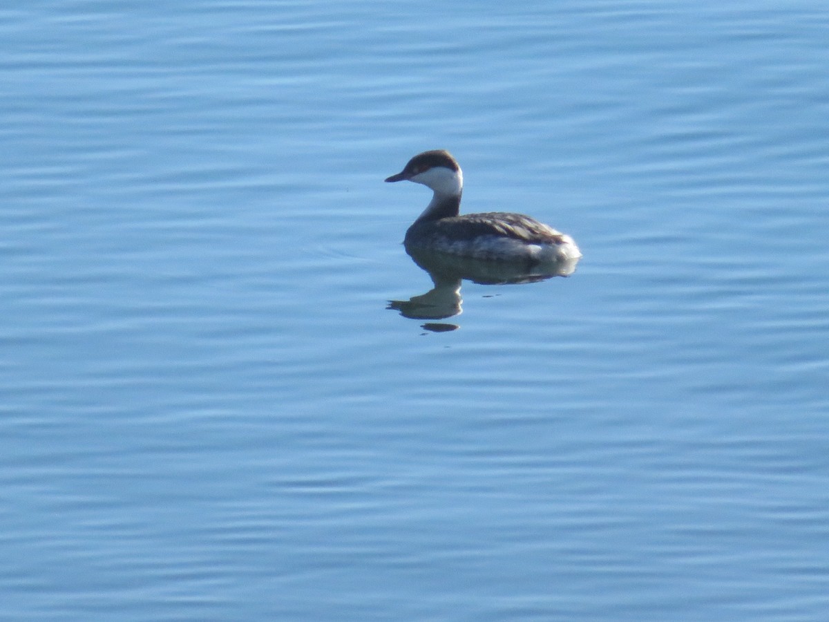 Horned Grebe - ML631234892