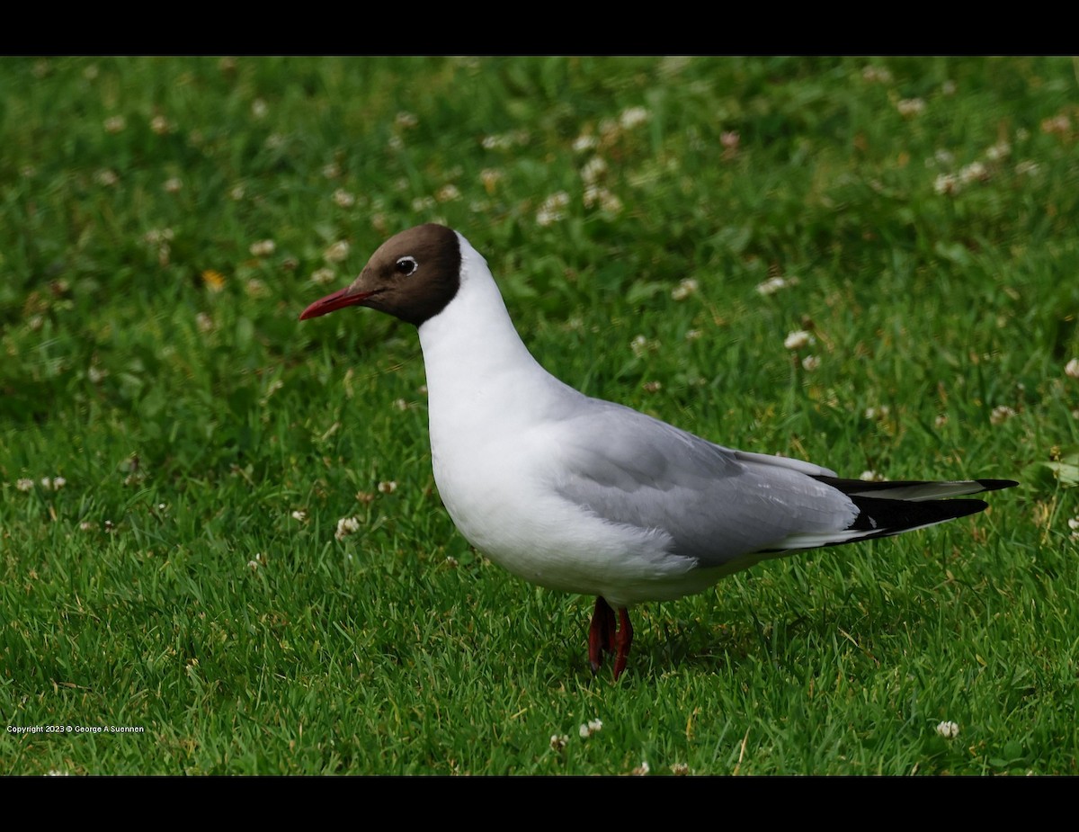 ユリカモメ - ML631234909
