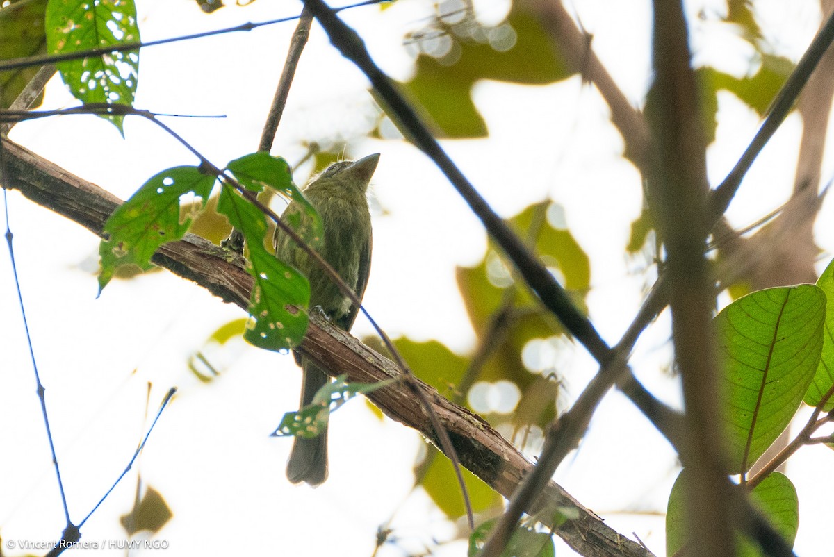 Pacific Flatbill - ML631234911