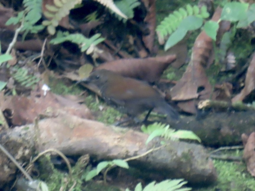 Sharp-tailed Streamcreeper - ML631235029