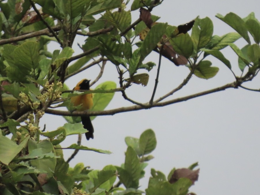 Yellow-backed Oriole - ML631235059