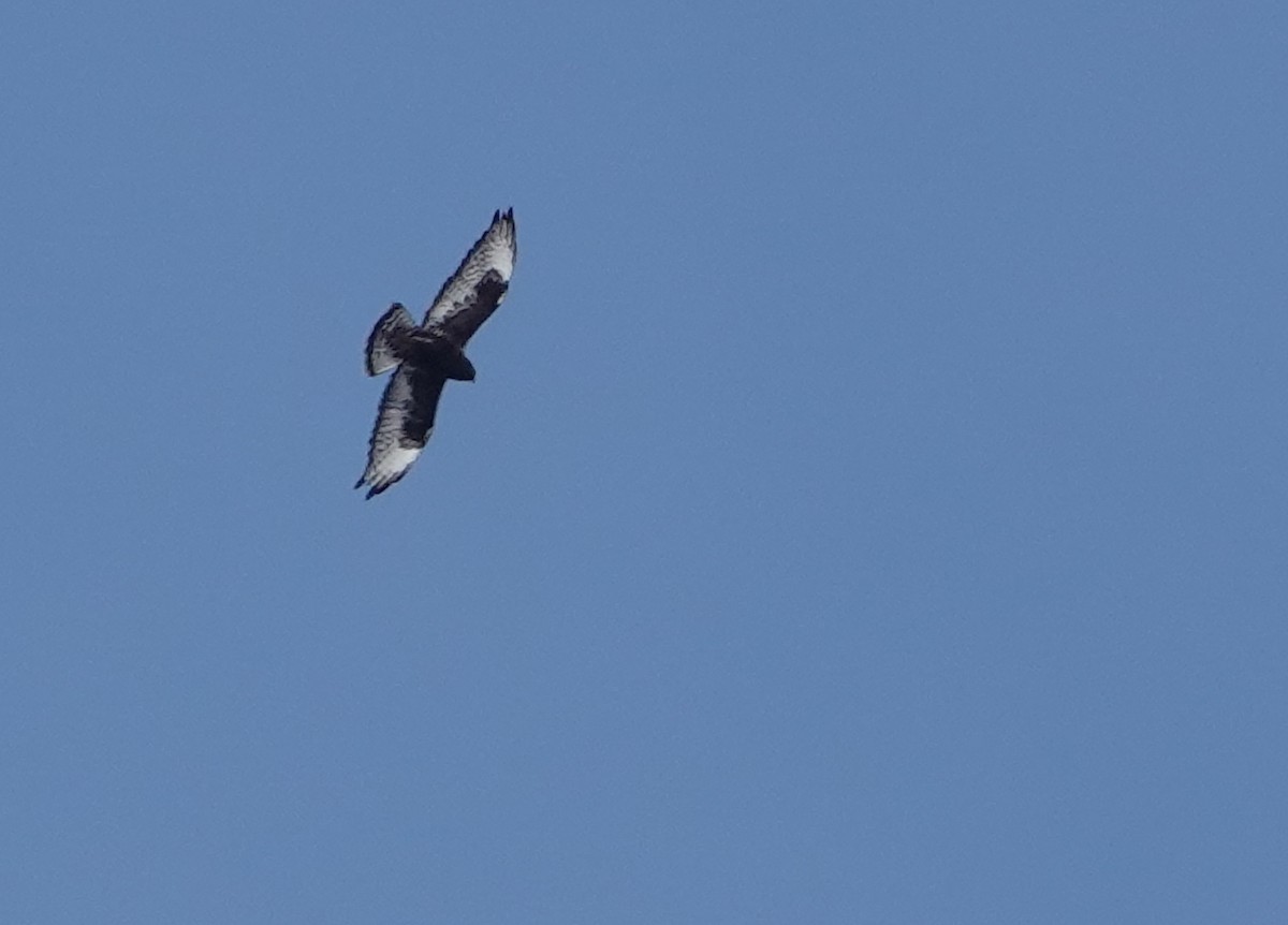Зимняк - ML631235230