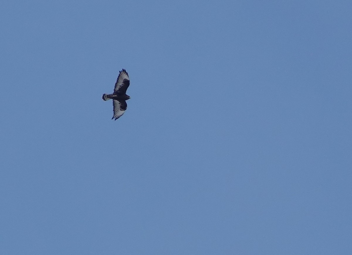 Зимняк - ML631235231