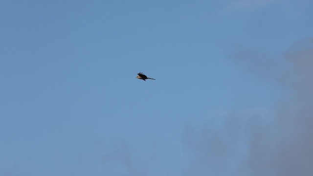 Red Kite - ML631235527