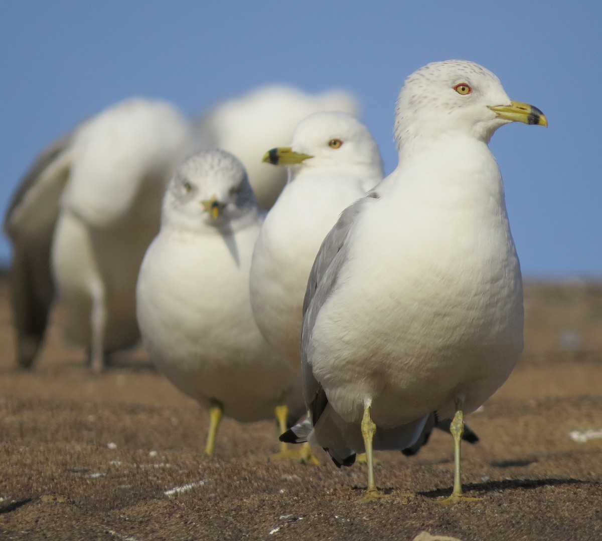 Gaviota de Delaware - ML631235630