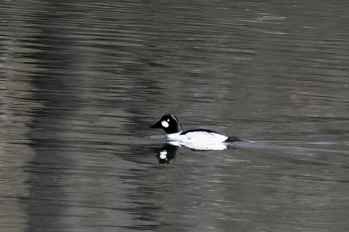 Common Goldeneye - ML631235989