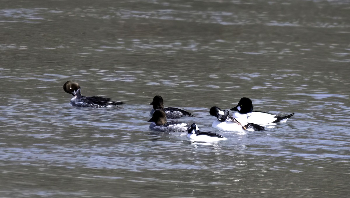 Common Goldeneye - ML631235990