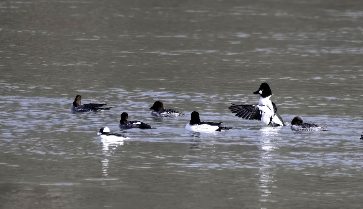 Common Goldeneye - ML631235992