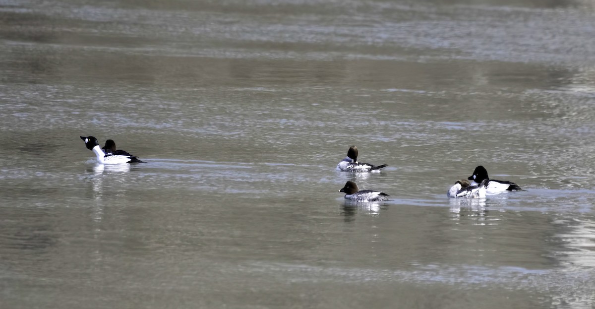 Common Goldeneye - ML631235993
