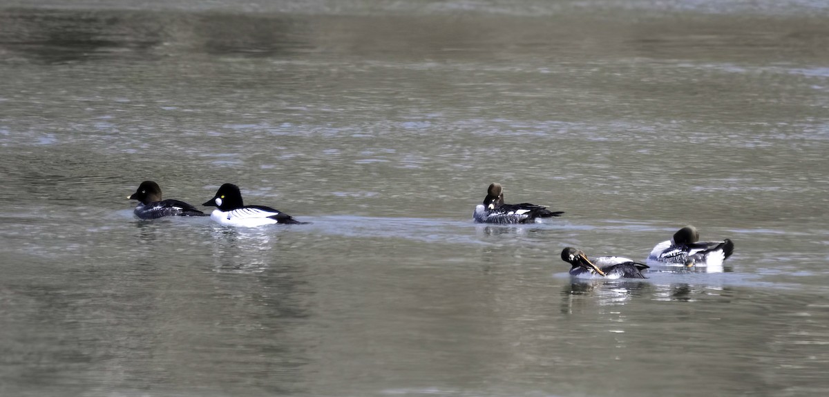 Common Goldeneye - ML631235994