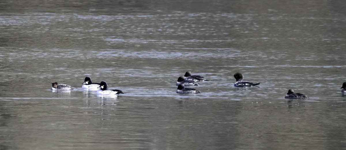 Common Goldeneye - ML631235995