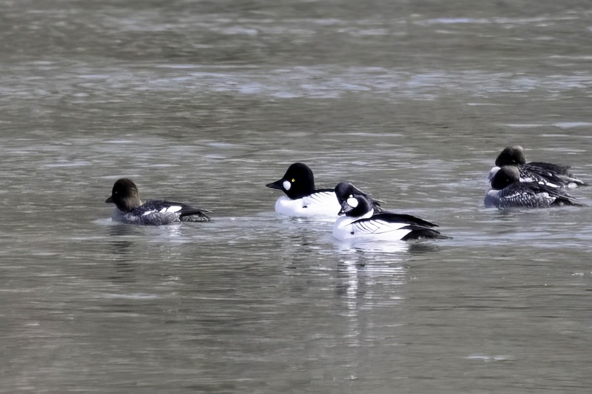 Common Goldeneye - ML631235996