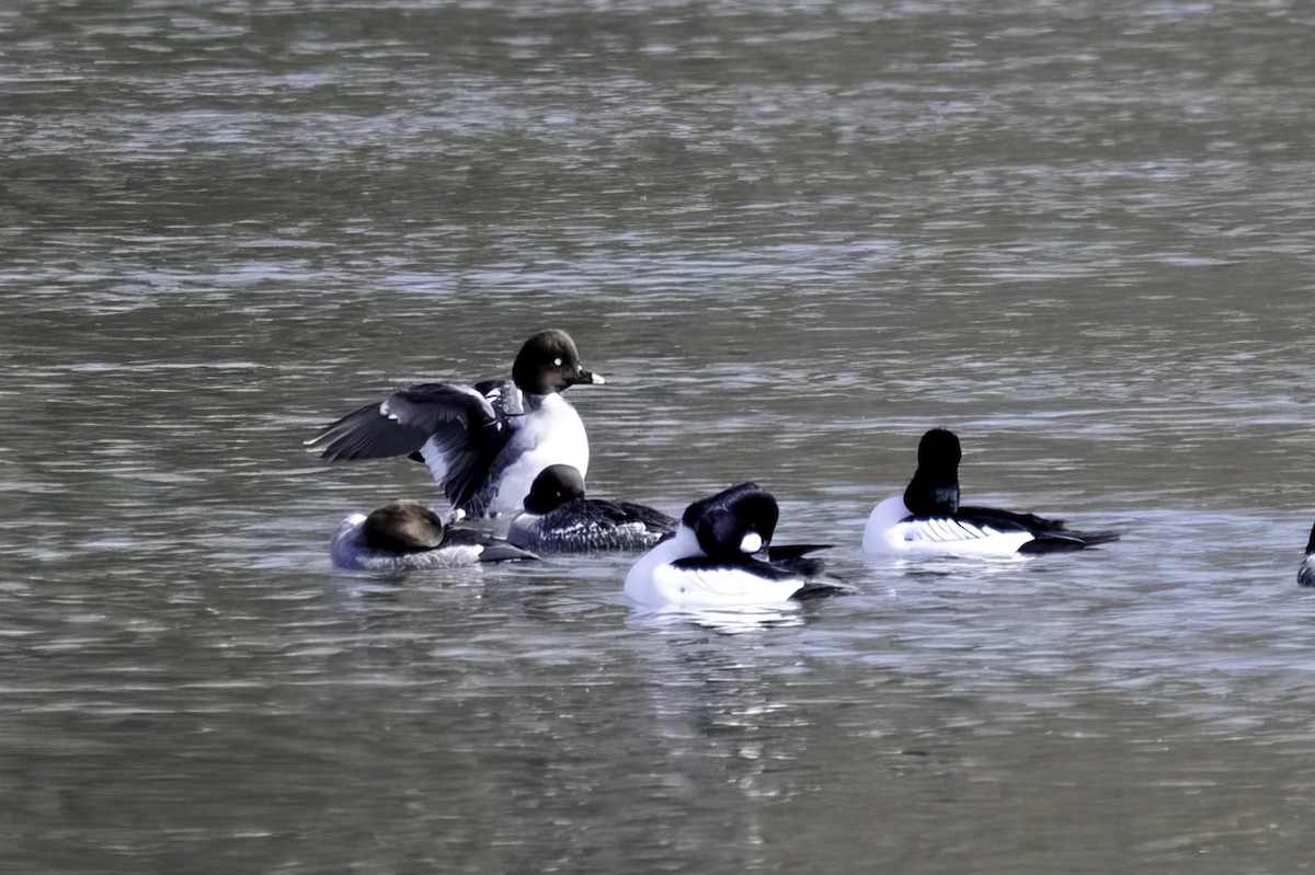 Common Goldeneye - ML631235997
