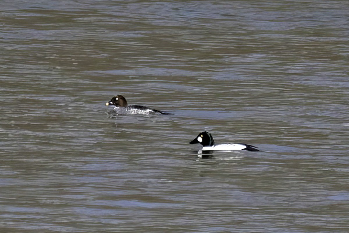 Common Goldeneye - ML631235998