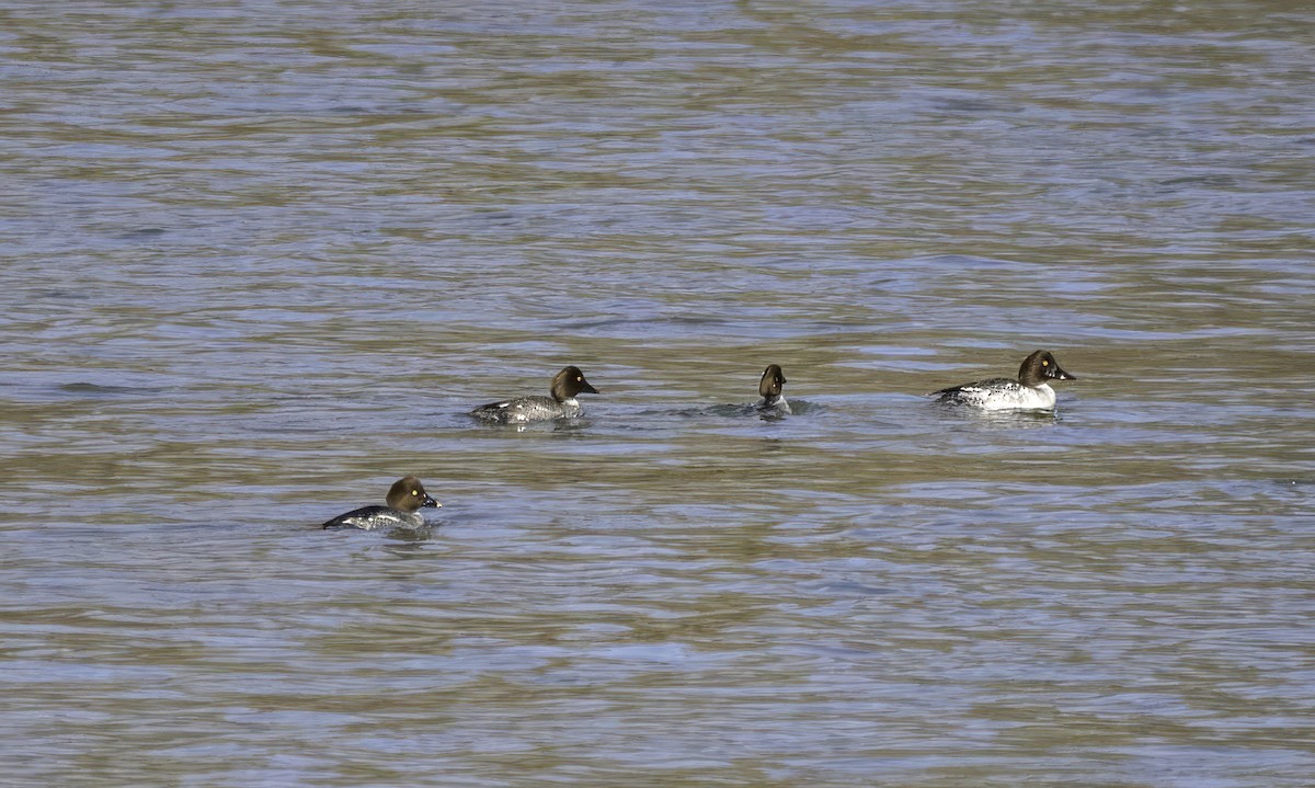 Common Goldeneye - ML631235999