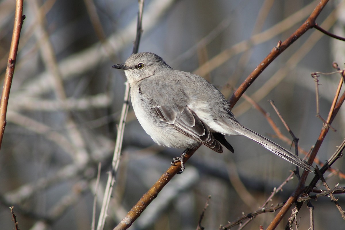 Northern Mockingbird - ML631236078
