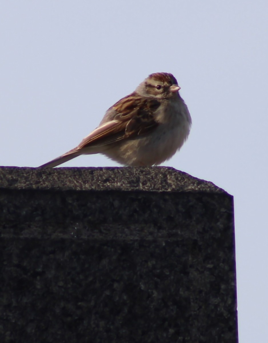 Chipping Sparrow - ML631236131