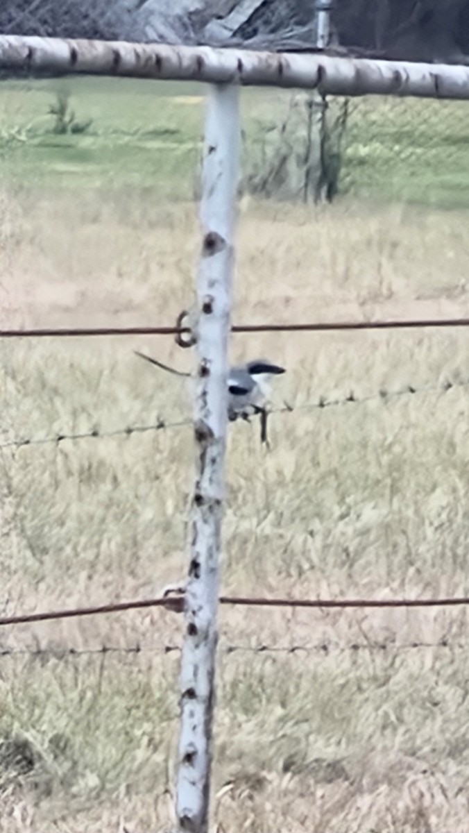 アメリカオオモズ - ML631236194