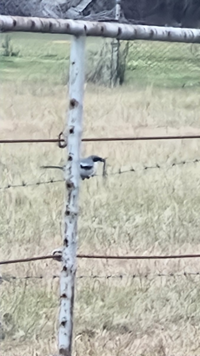 アメリカオオモズ - ML631236200