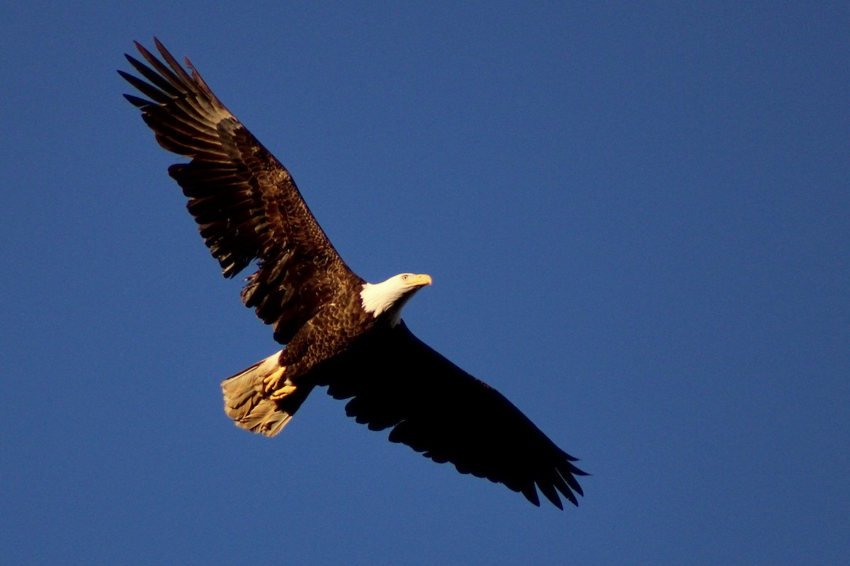 Bald Eagle - ML631236390