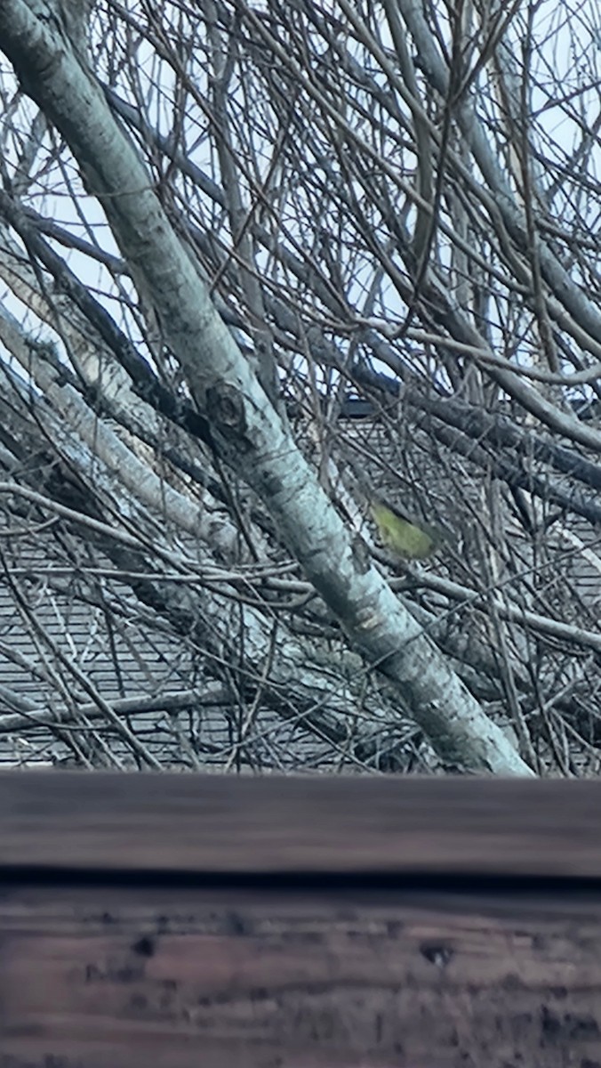 サメズアカアメリカムシクイ - ML631236436