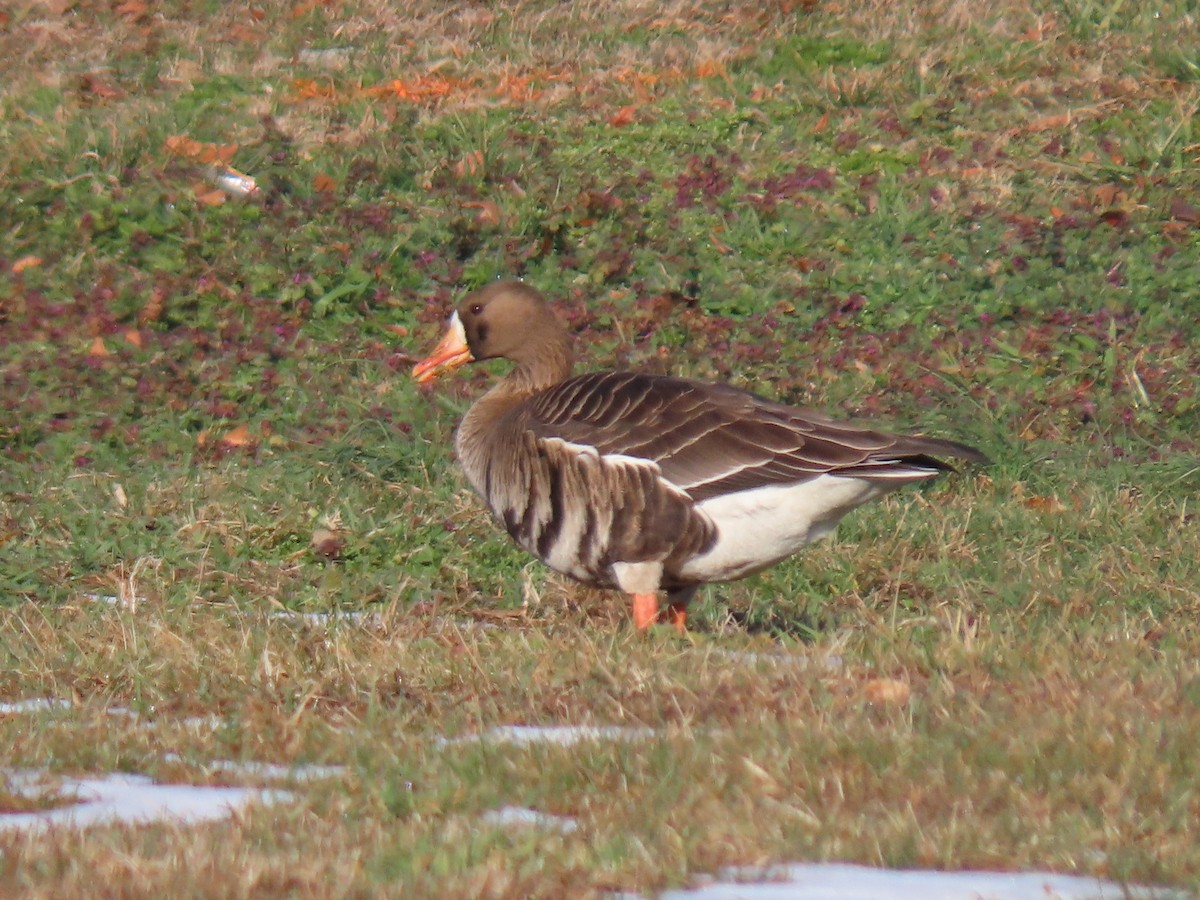 Greater White-fronted Goose - ML631236555