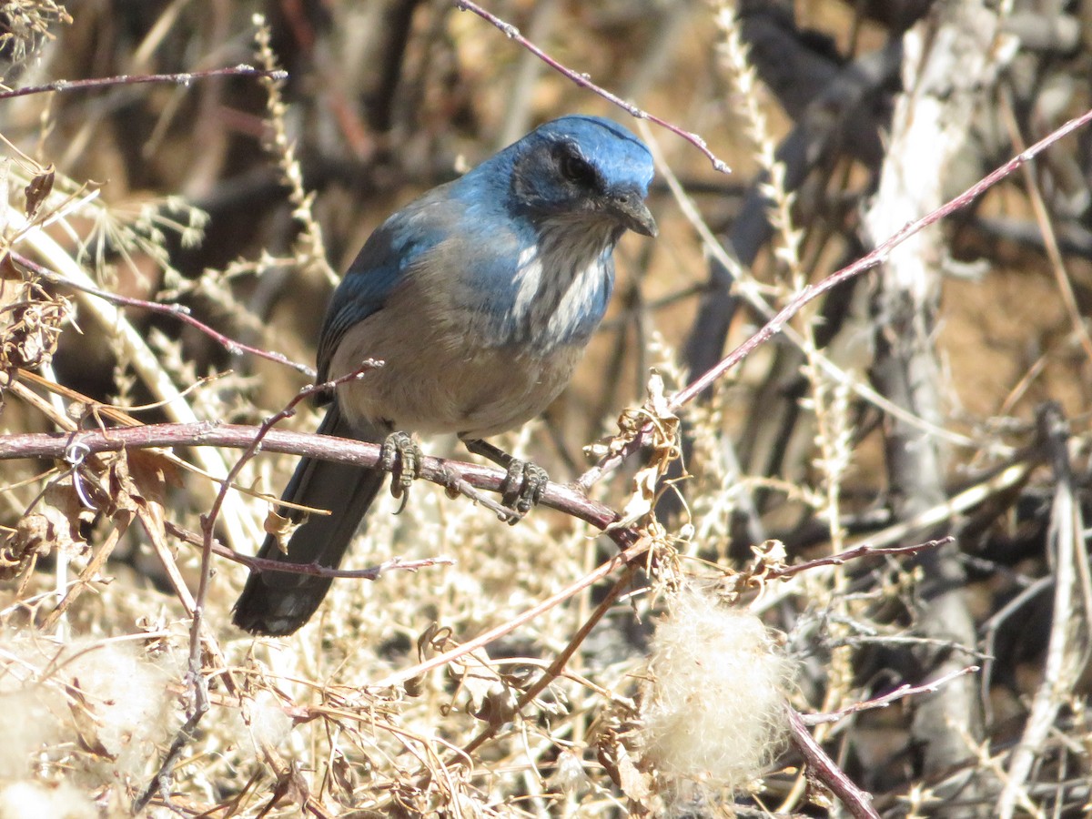 Woodhouse's Scrub-Jay - ML631236595