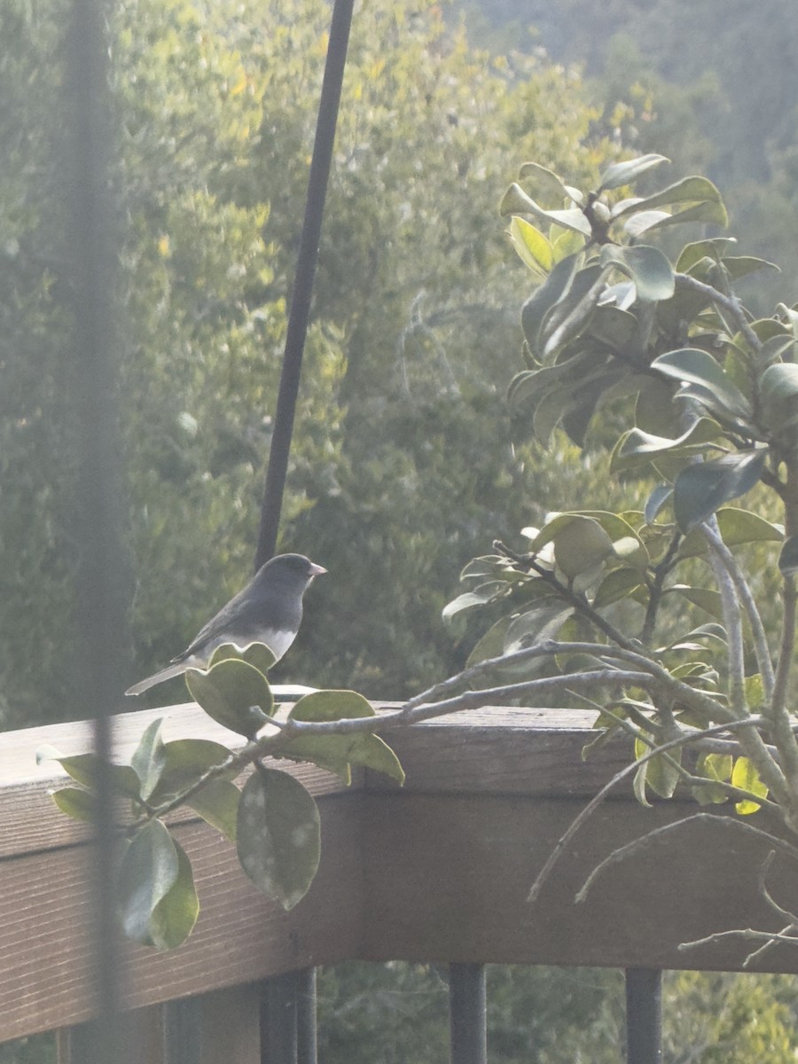 Dark-eyed Junco (Slate-colored) - ML631236643