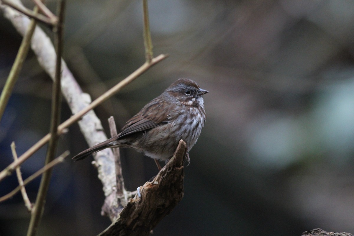 Chingolo Cantor - ML631236855