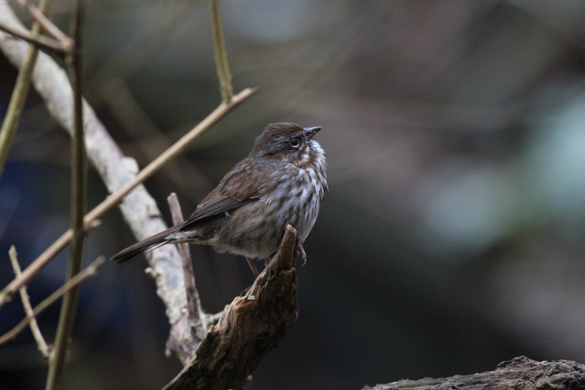 Chingolo Cantor - ML631236871