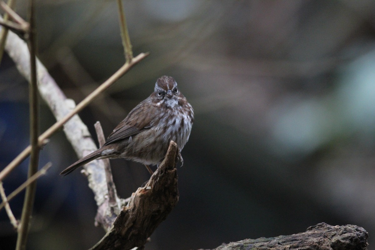 Chingolo Cantor - ML631236895