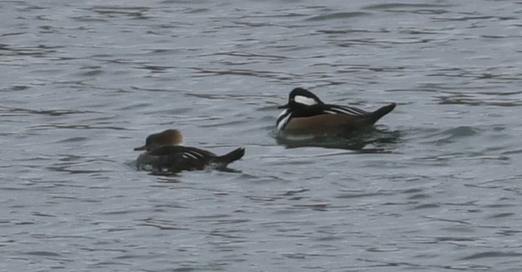 Hooded Merganser - ML631236971