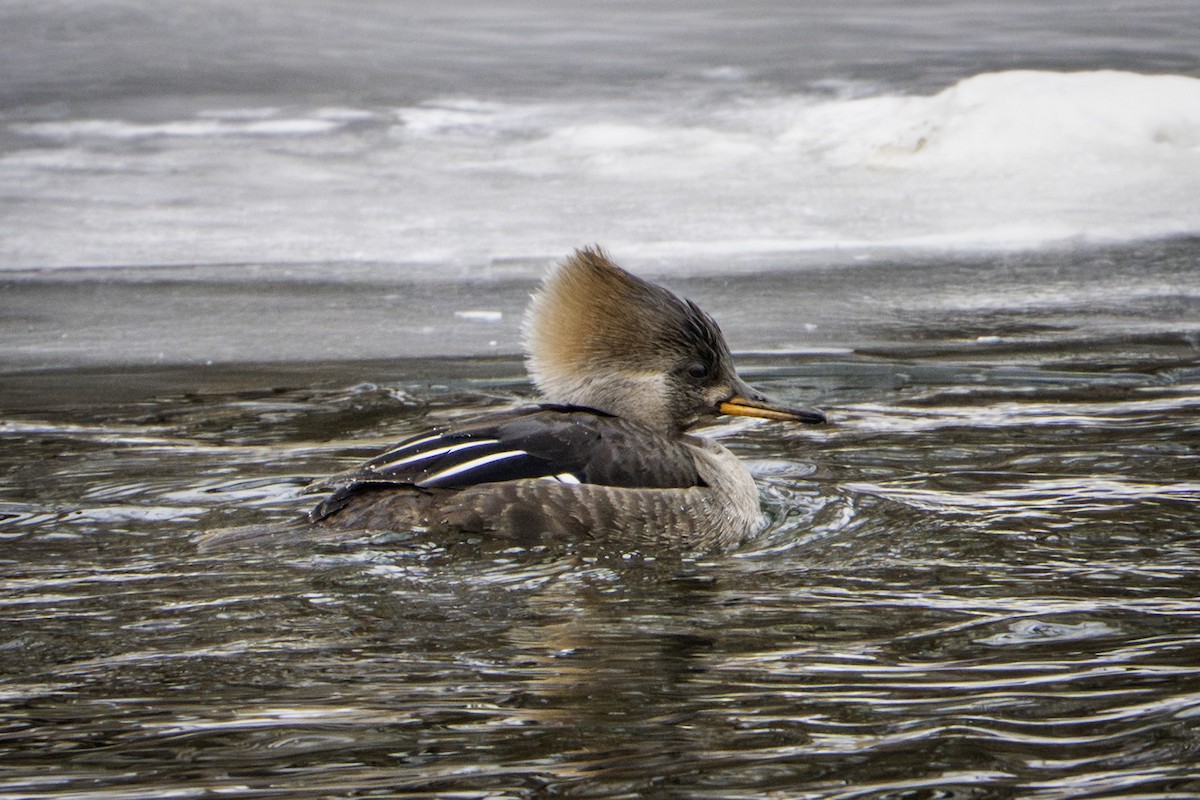 Hooded Merganser - ML631237033