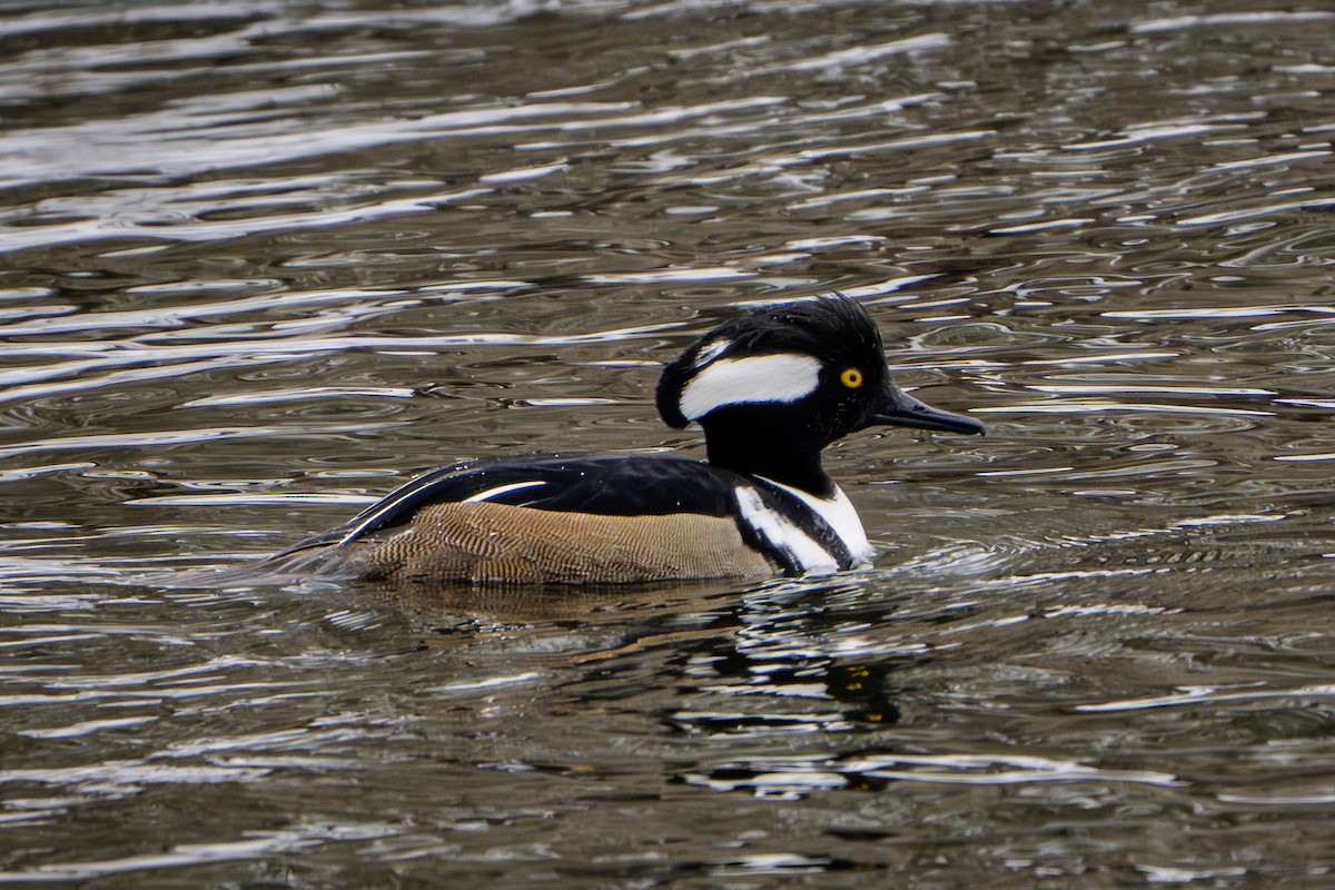 Hooded Merganser - ML631237034