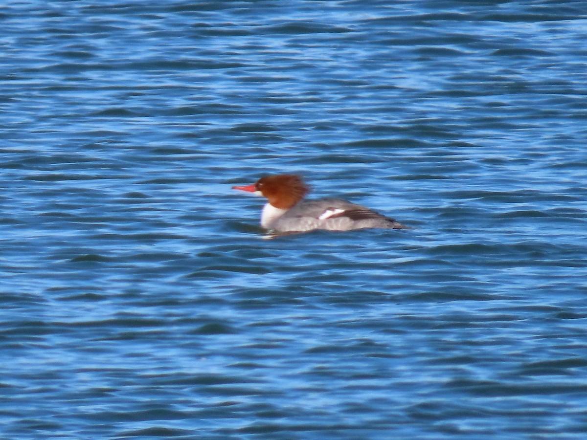 Common Merganser - ML631237415