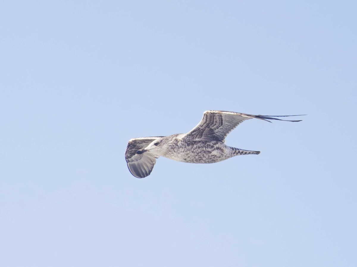gråmåke - ML631237599