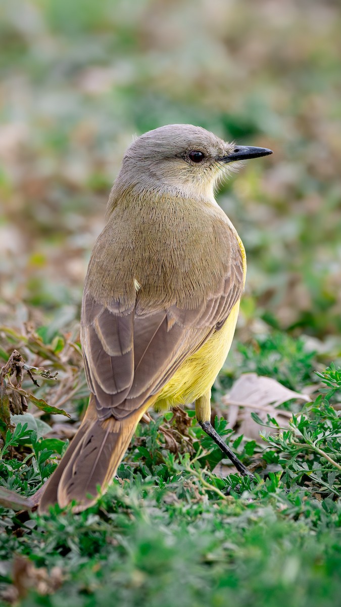 Cattle Tyrant - ML631237807