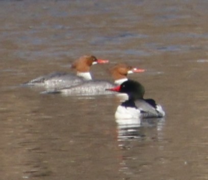 מרגון גדול - ML631238295