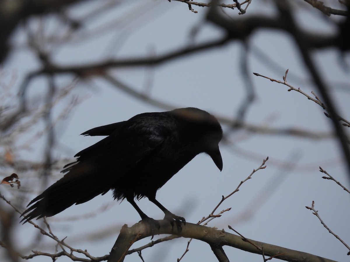 アメリカガラス - ML631238320