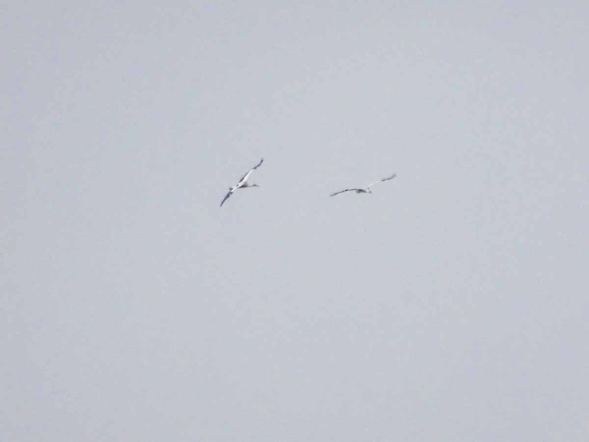 White Stork - ML631238346
