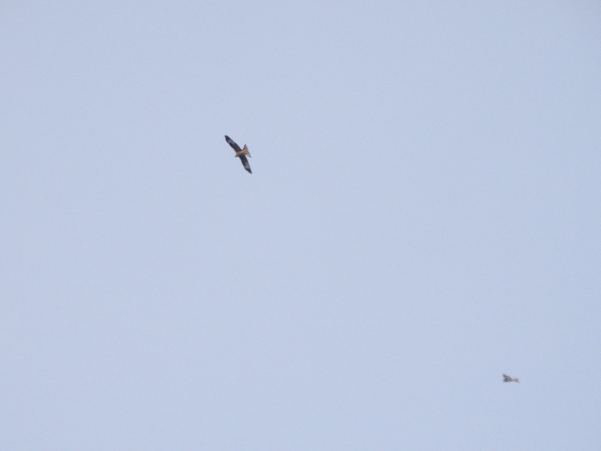 Red Kite - ML631238468