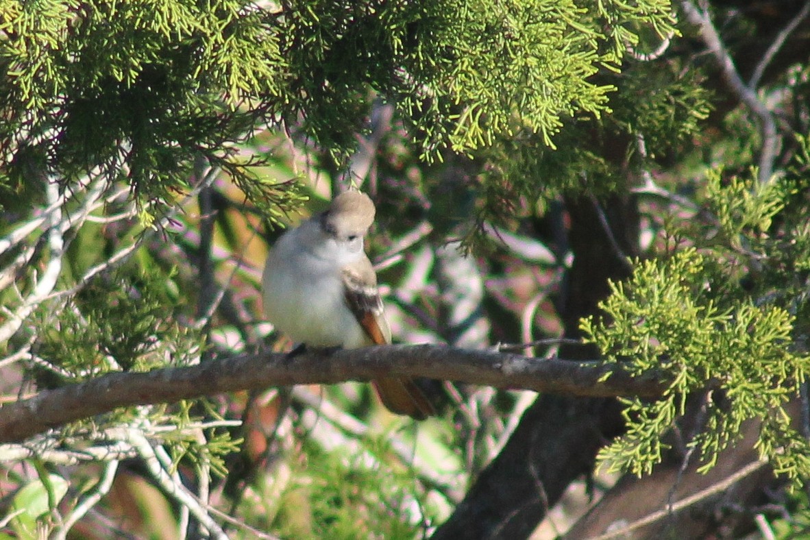 Ash-throated Flycatcher - ML631238765