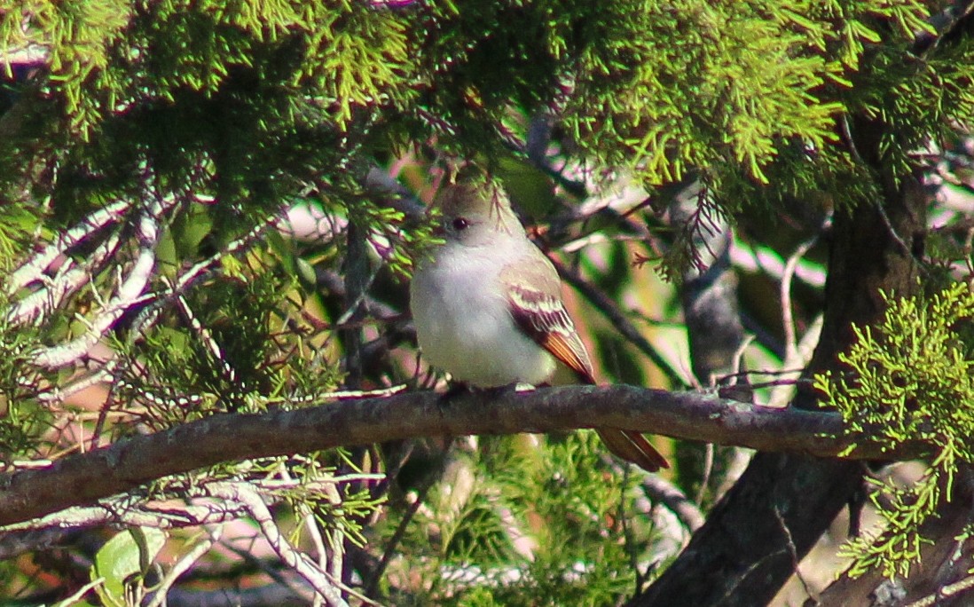 Ash-throated Flycatcher - ML631238766