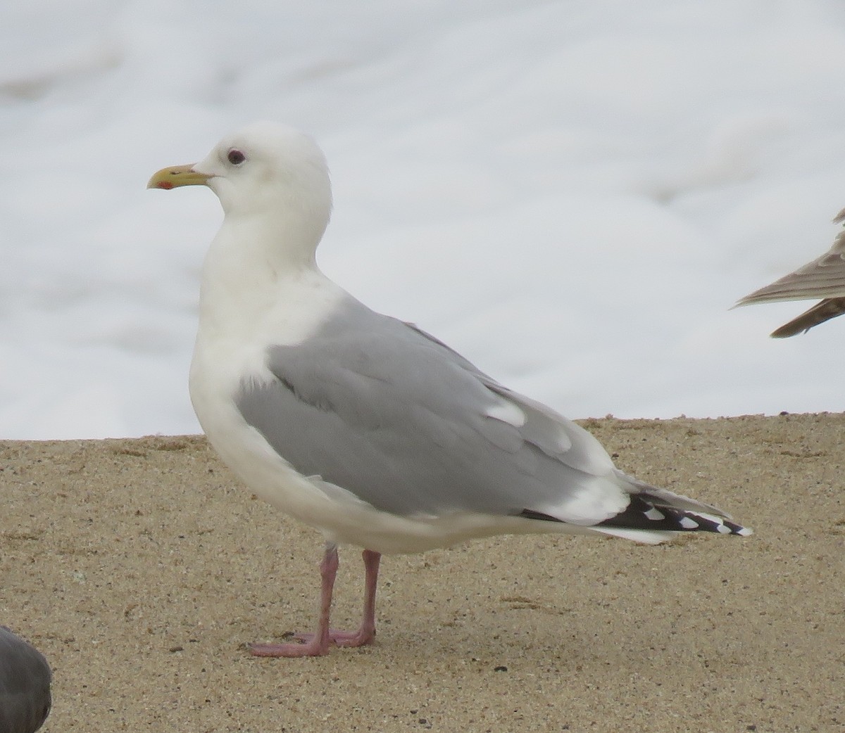 Iceland Gull (Thayer's) - ML631238780