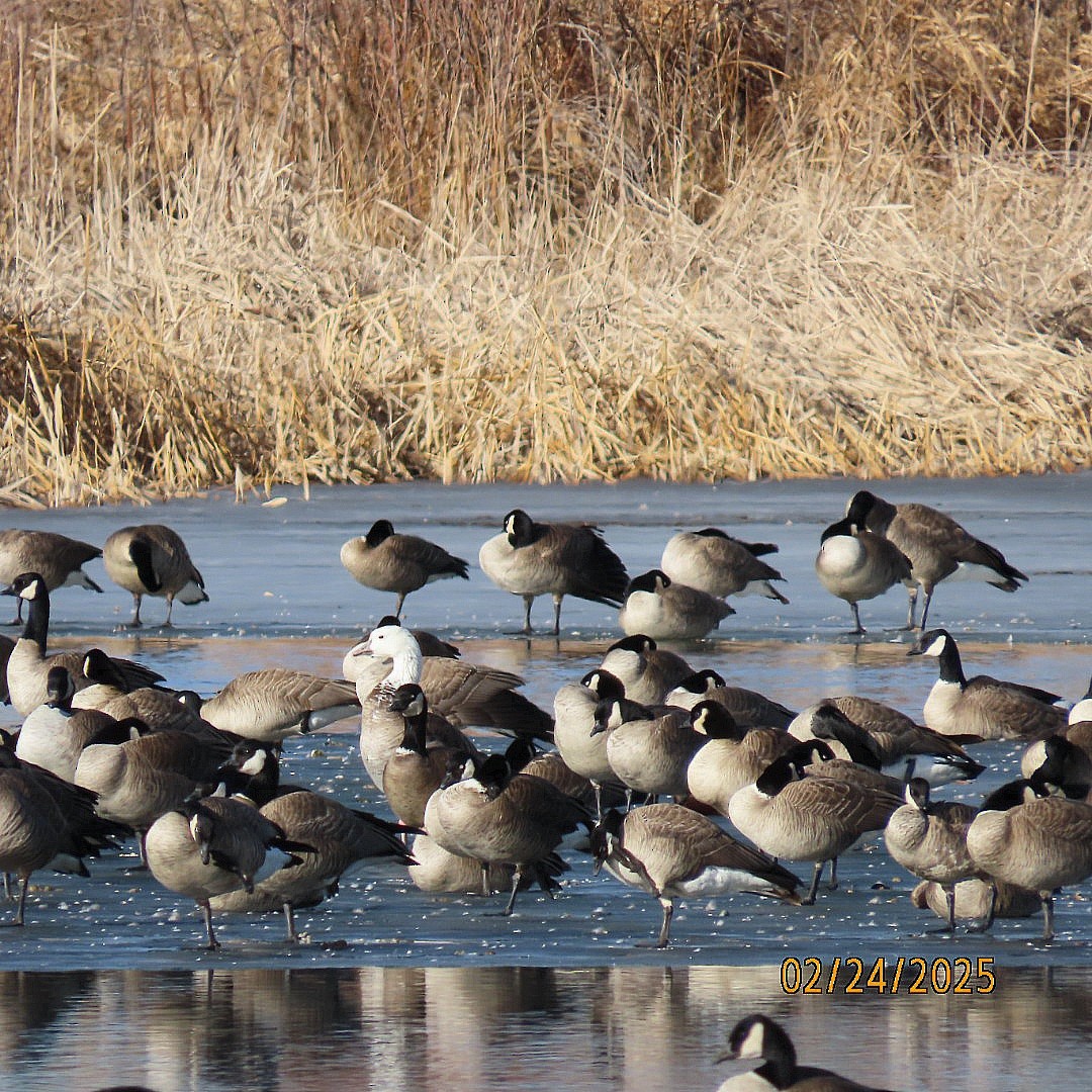Snow/Ross's x Cackling/Canada Goose (hybrid) - ML631238989