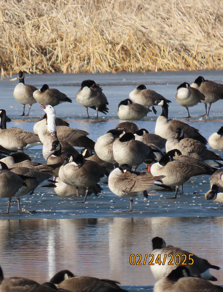 Snow/Ross's x Cackling/Canada Goose (hybrid) - ML631238990