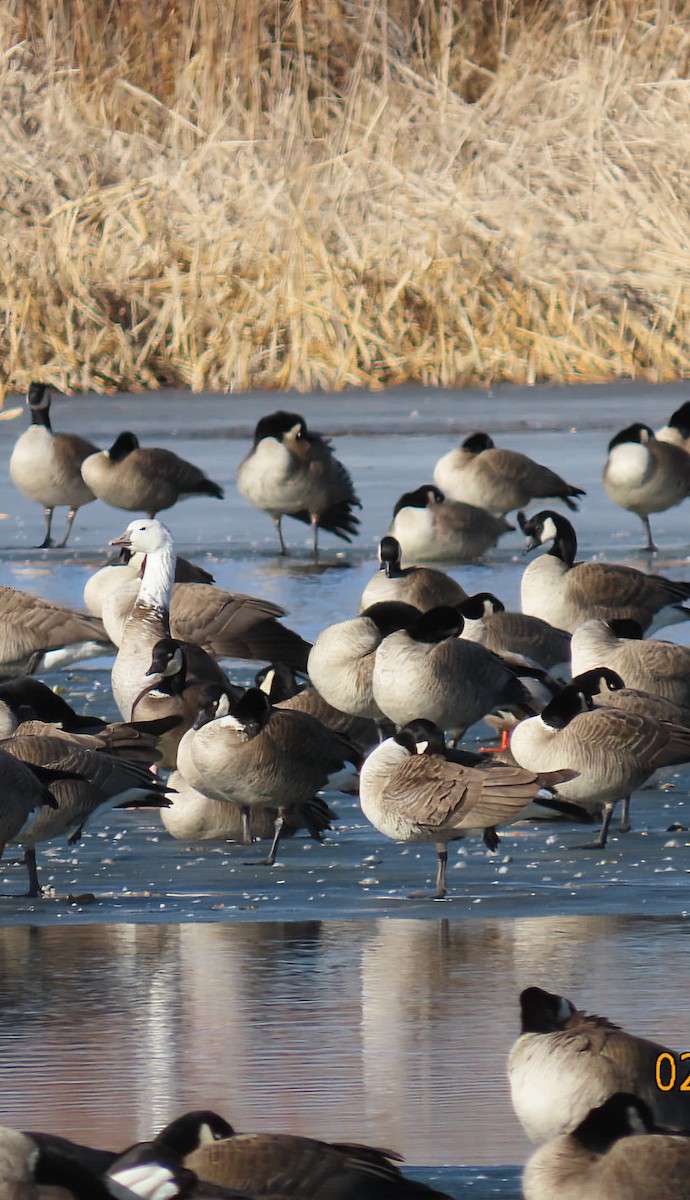 Snow/Ross's x Cackling/Canada Goose (hybrid) - ML631238991