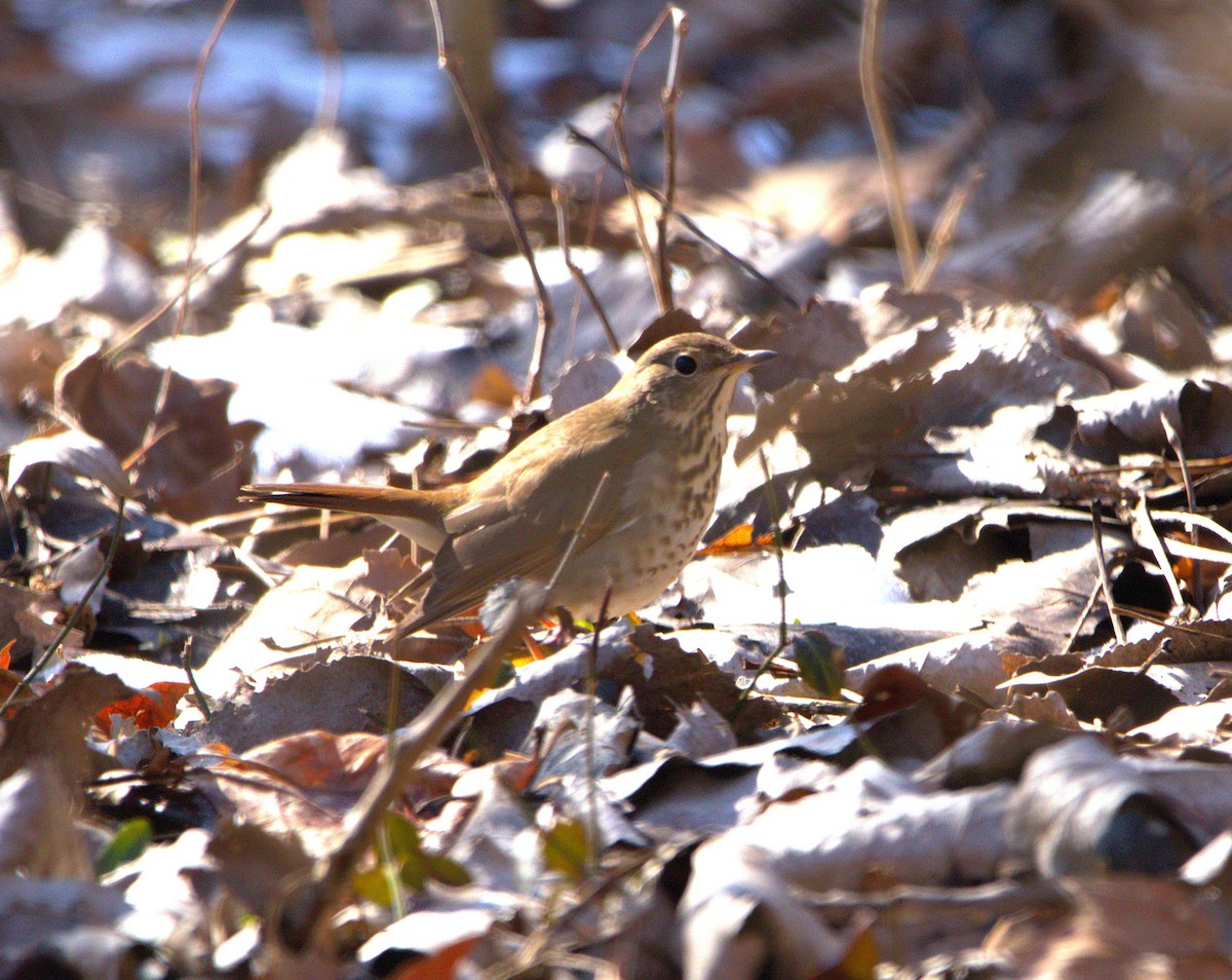 Hermit Thrush - ML631239079