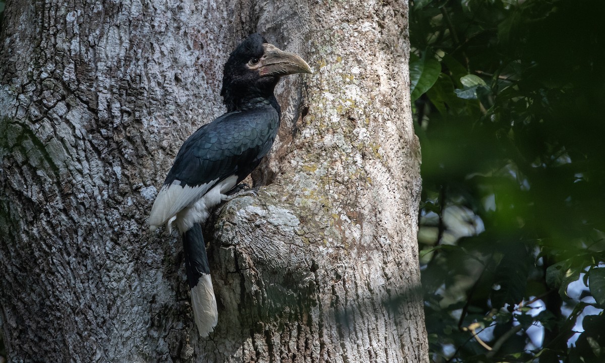 Black-and-white-casqued Hornbill - ML631239110