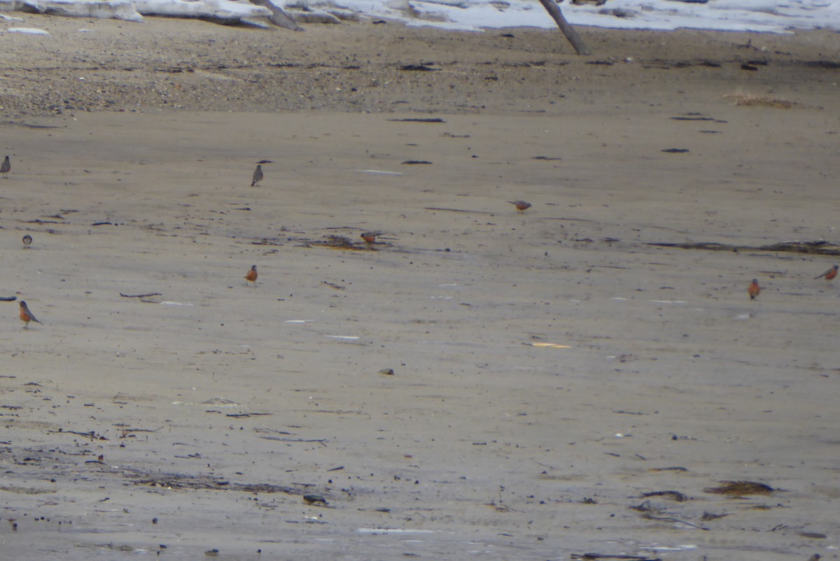 American Robin - ML631239132